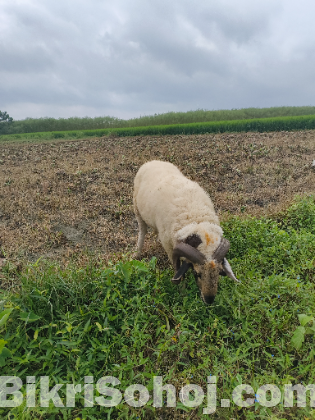 ওরজিনিয়াল গাড়ল
